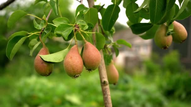 Tasty Young Healthy Organic Juicy Pears Hanging Branch Young Tree — Vídeo de stock