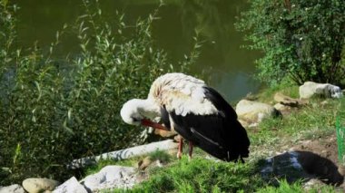 A black-white stork cleans its feathers with its beak while standing on the shore of the lake. Stork scratches its neck with its paw. High quality 4k footage. High quality 4k footage