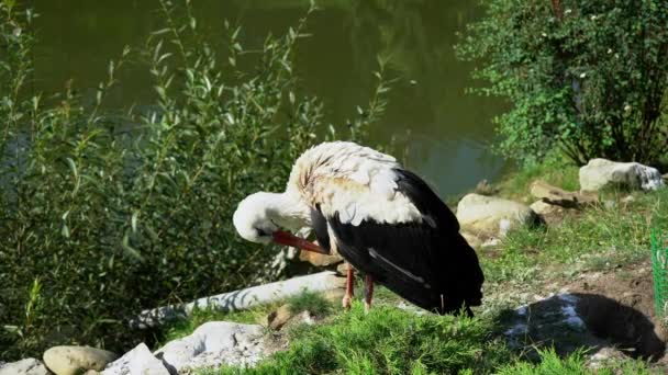 Black White Stork Cleans Its Feathers Its Beak While Standing — Video Stock