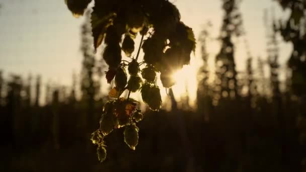 Sunbeams Peeking Hop Cones Branch Sunset High Quality Footage — Stockvideo