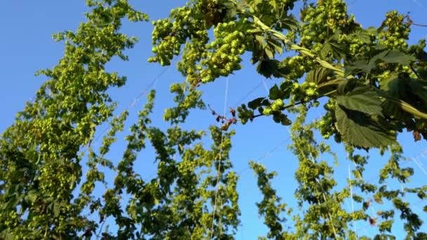 Camera Moves Slowly Hanging Branch Ripe Hops Rows Ripe Hops — стоковое видео