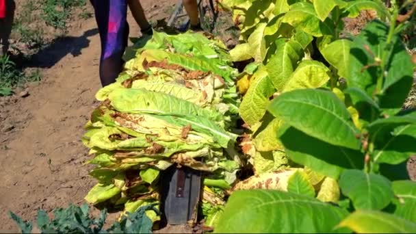 Female Farmer Collects Stacks Tobacco Leaves Pile Loading Tractor Field — Stock video