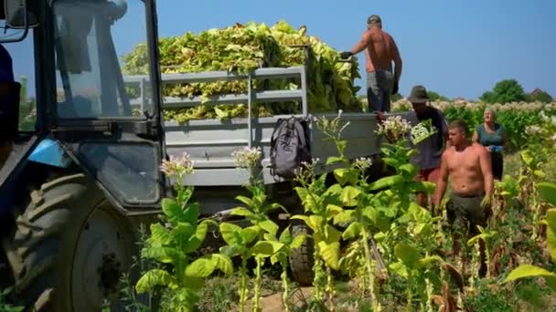 Usa Kentucky August 2022 Farmers Load Tobacco Leaves Ground Back — стокове відео