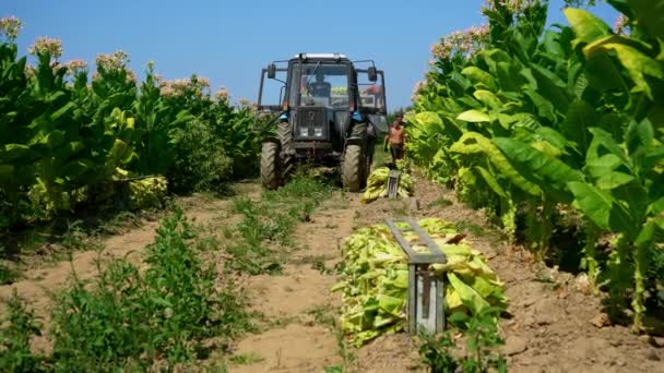 Ukraine Uzhgorod August 2022 Farmers Load Tobacco Leaves Ground Back — 图库视频影像