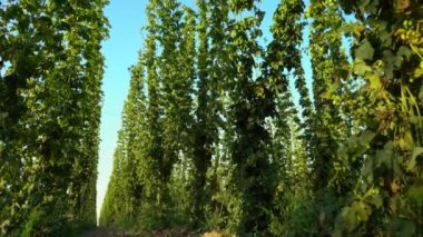 Zıpzıp bitkileriyle dolu bir çiftlik uzun iplere tırmanıyor. Yaz sonunda çayıra atlamak ya da ekin biçmek. Kamera zıplama sıralarından yukarıya, gökyüzüne doğru hareket eder. Yüksek kalite 4k görüntü