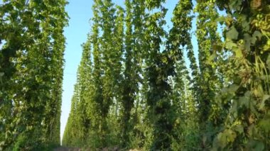 Zıpzıp bitkileriyle dolu bir çiftlik uzun iplere tırmanıyor. Yaz sonunda çayıra atlamak ya da ekin biçmek. Kamera zıplama sıralarından yukarıya, gökyüzüne doğru hareket eder. Yüksek kalite 4k görüntü