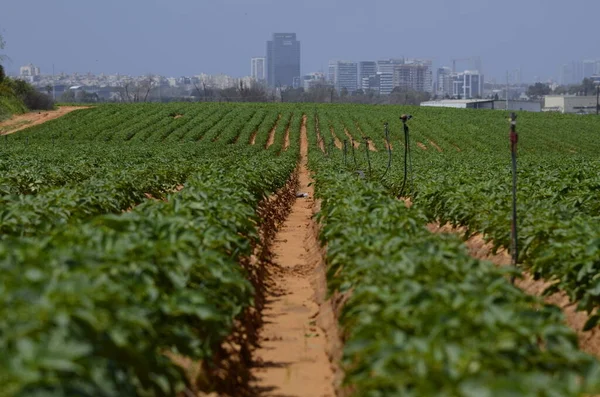 Green Ripening Soybean Field Agricultural Landscape Spring Field Young Shoots — стоковое фото