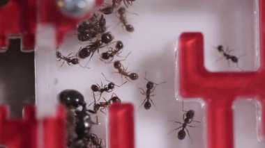 Karınca çiftliği, mavi kırmızı labirent. Karıncalar yakın plan. Karıncalar için plastik ev. Bir çocuk için hediye.