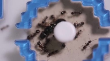 Ant farm, blue red labyrinth. Ants close-up.Plastic house for ants - a gift for a child