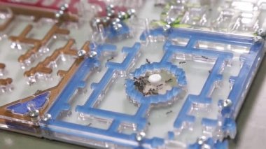 Ant farm, blue red labyrinth. Ants close-up.Plastic house for ants - a gift for a child
