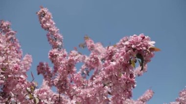 Çiçek açan sakura dalları yakın plan. Mavi gökyüzüne karşı parlak pembe. Arılar uçuyor. Güneş ışınları dallara doğru ilerler. Dönen Panorama