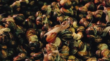 Salyangoz çiftliği. Bir yerde çok sayıda salyangoz var. Sevgi dolu salyangozlar. Yavaşlama. Fransız lezzeti..