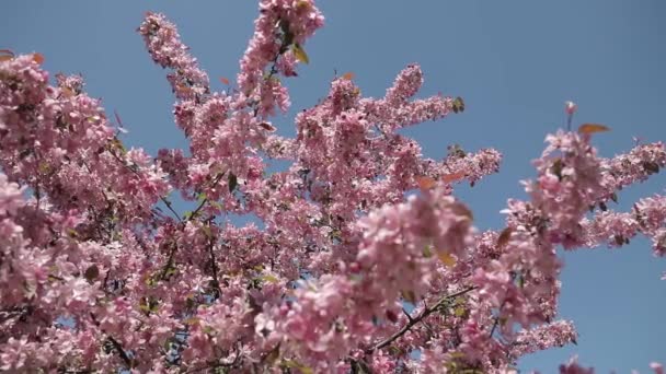 Oddział Kwitnącej Sakury Bliska Jasnoróżowy Przeciw Błękitnemu Niebu Pszczoły Latają — Wideo stockowe