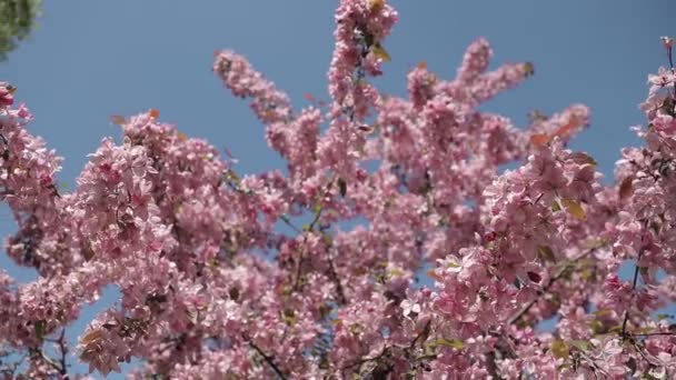 Oddział Kwitnącej Sakury Bliska Jasnoróżowy Przeciw Błękitnemu Niebu Pszczoły Latają — Wideo stockowe