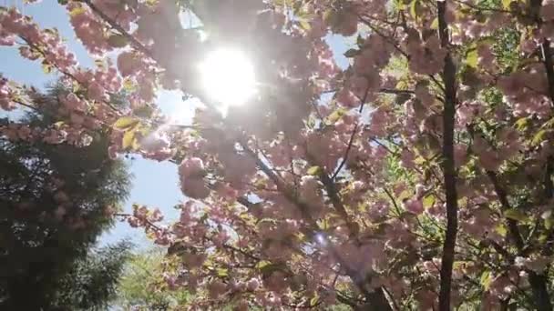 Branch Blossoming Sakura Close Bright Pink Blue Sky Bees Flying — Stockvideo