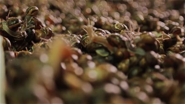 Une Ferme Escargots Grand Nombre Escargots Seul Endroit Escargots Amoureux — Video