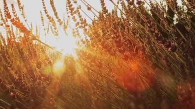 Lavanta tarlası. Bir arı mor çiçeklerden nektar toplar. Parlak yeşil çimen ve lavanta. Gün batımı.