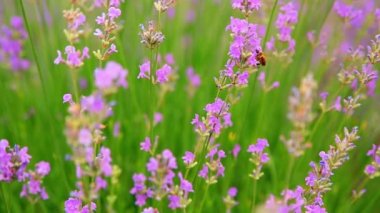Lavanta tarlası. Bir arı mor çiçeklerden nektar toplar. Parlak yeşil çimen ve lavanta. Gün batımı.