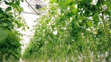 Green cherry tomatoes in a greenhouse in an israeli kibbutz