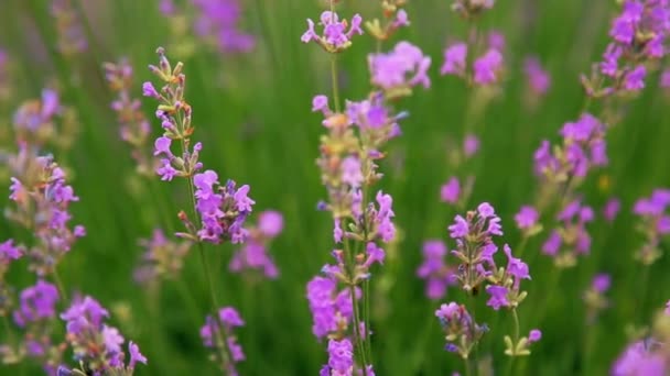 Lavender Field Bee Collects Nectar Purple Flowers Bright Green Grass — Video