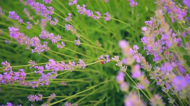 Campo Lavanda Una Abeja Recoge Néctar Flores Púrpuras Hierba Verde — Vídeo de stock