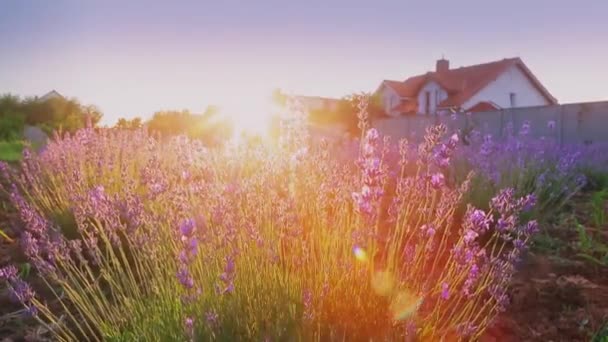 Campo Lavanda Una Abeja Recoge Néctar Flores Púrpuras Hierba Verde — Vídeo de stock