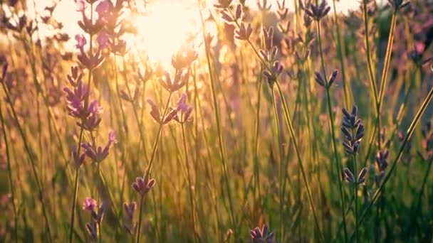 Campo Lavanda Una Abeja Recoge Néctar Flores Púrpuras Hierba Verde — Vídeo de stock