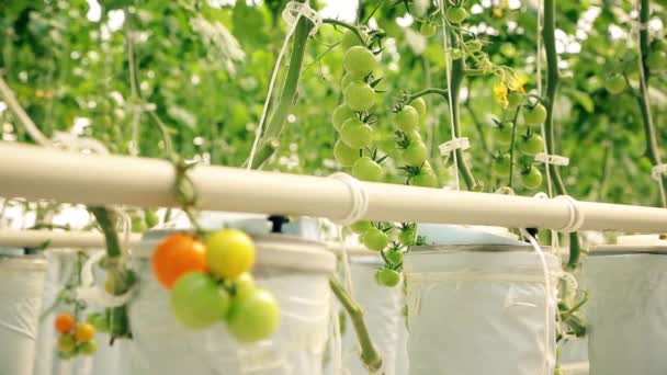 Large Greenhouse Cherry Tomato Bushes Green Small Tomatoes Branches — kuvapankkivideo