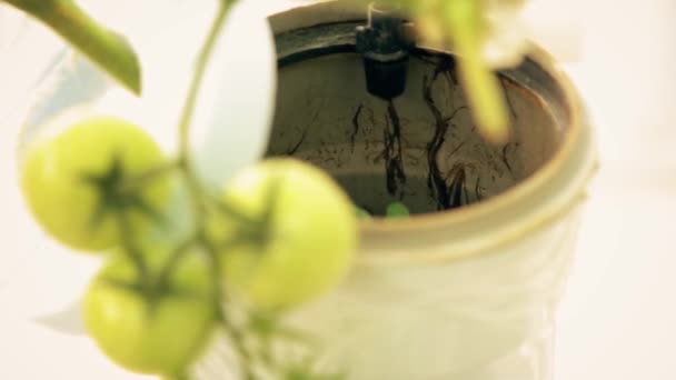 Rumah Kaca Besar Dengan Cherry Tomato Bushes Tomat Hijau Kecil — Stok Video