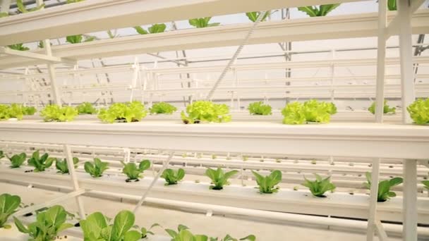 Spacious White Greenhouse Green Lettuce Growing Hydroponically Close Green Plants — Vídeo de stock