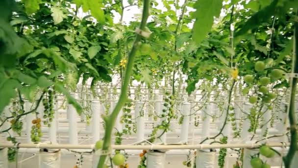 有樱桃树的大温室 树枝上的绿色小西红柿 — 图库视频影像