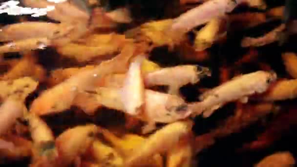 养鱼场成群结队的粉色罗非鱼 圣彼得鱼 人工条件下繁殖鱼 罗非鱼的繁殖大群的鱼 — 图库视频影像