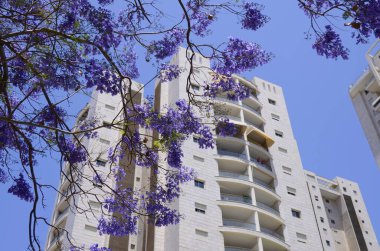 Beyaz gökdelenlerin yakınında çiçek açan bir jakaranda. Balkonlu ve pencereli bir ev manzarası mor ve çiçekli güzel bir ağaç. İsrail 'de bahar