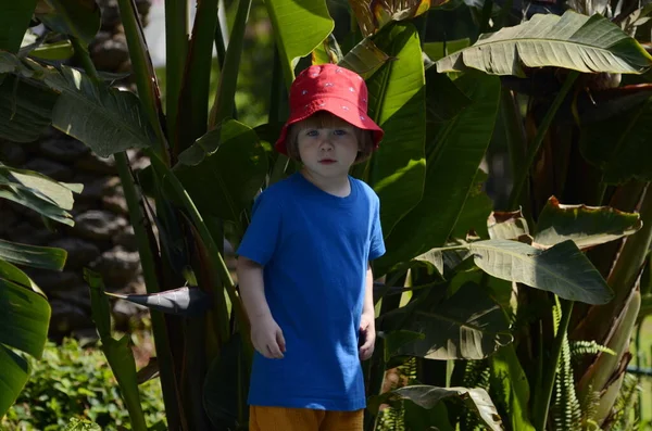 Kleine Jongen Jungle Tropische Planten Kind Het Resort Kind Met — Stockfoto