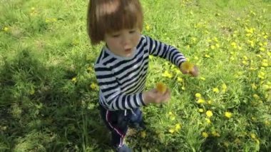 Little boy in a striped T-shirt, long blond hair collects yellow flowers dandelions on a green meadow in the park