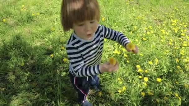 Malý Chlapec Pruhovaném Tričku Dlouhé Blond Vlasy Sbírá Žluté Květy — Stock video