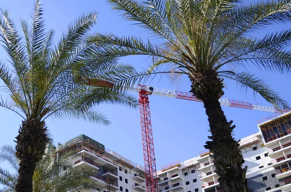 Modern building. Construction work site. The site with cranes and big palm tree. Israel