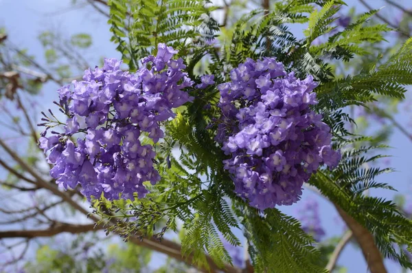 Branches of Jacaranda with purple flowers surrounded by green carved leaves. Closeup of Jacaranda mimosifolia flowers. Blue jacaranda full frame floral background.