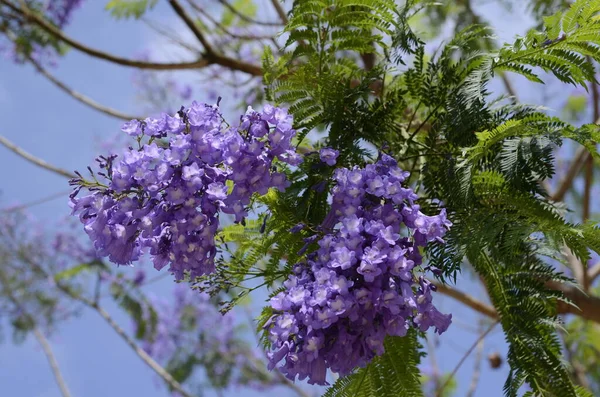 Branches of Jacaranda with purple flowers surrounded by green carved leaves. Closeup of Jacaranda mimosifolia flowers. Blue jacaranda full frame floral background.