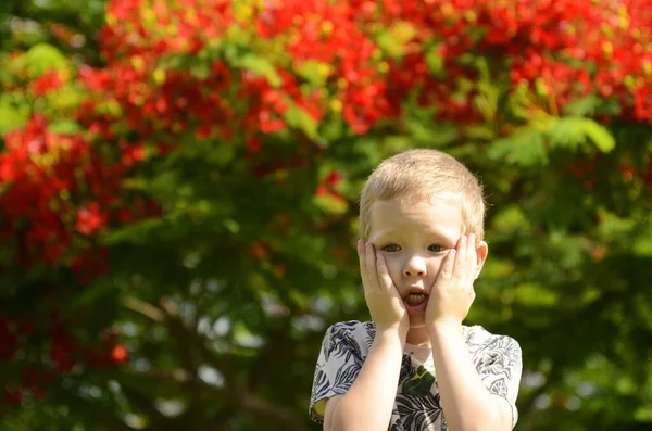 Portrait of a cute blond boy. A 5 year old child laughs in front of a blooming Delonix regia. Place for text. Emotions: surprise, joy, shock.