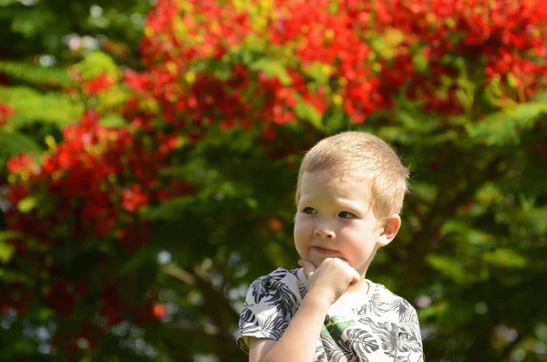 Portrait of a cute blond boy. A 5-year-old child laughs in front of a blooming Delonix regia. Place for text. Emotions: surprise, joy, shock, smile, have an idea.