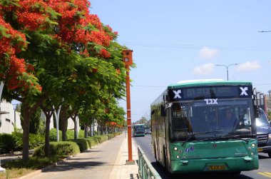 Tel Aviv 'de. İsrail. Haziran 2022. Yeşil yolcu otobüsü Egget yakın plan. İsrail toplu taşımacılığı. Çiçekli Delonix reggia ağaçları. Otoyol