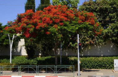 Çiçekli Delonix rejim ağacı. Ateş ağacı. Trafik lambası. Yol trafiği. Yaya geçidi