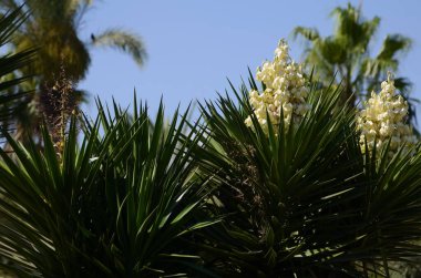 Çiçekli Yucca bitkisi. Beyaz egzotik çiçekler, mavi arka planda uzun yeşil yapraklı Yucca dev çayı (Yucca filleri, Yucca guatemalensis), Amerika Birleşik Devletleri 'nde yetişen bir yucca türüdür..