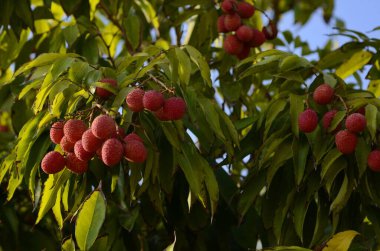 Güzel liçi meyveli el olgunlaşmış liçi meyvesini topluyor fidanlıktaki ağaçta asılı duruyor