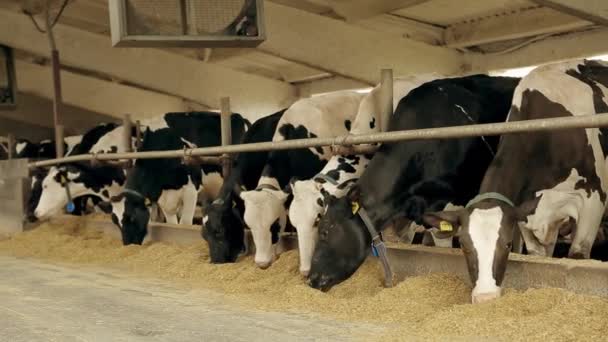 Корова Ест Сушеную Траву Колотым Зерном Молочной Ферме Кормящее Животное — стоковое видео