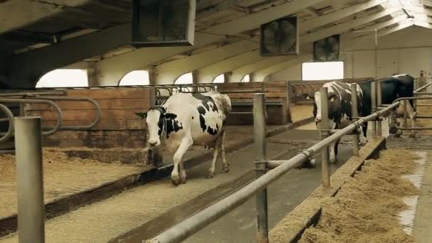 Молочная Ферма Корова Идет Свою Кабинку Современный Амбар — стоковое видео