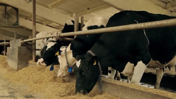 Cow Eating Dried Grass Pounded Cereal Grain Dairy Farm Feeding — Stock Video