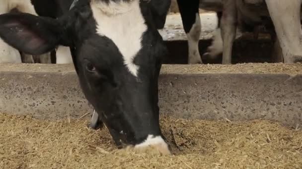 Cow Chews Hay Portrait Dairy Cow Black White Animal Farm — Stock Video