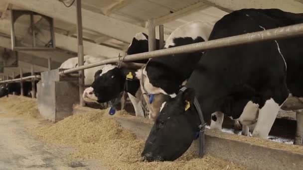 Krávy Jedí Sušenou Trávu Bušícím Obilným Zrnem Dojnici Krmící Zvíře — Stock video